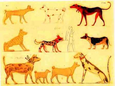 [Pilt: Ancient-Egyptian-Dogs-1.jpg]