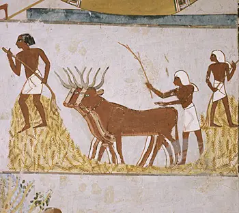 ancient egyptian farming pictures  Ancient Egyptian Facts