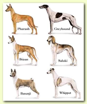 Ancient-Egyptian-Dogs